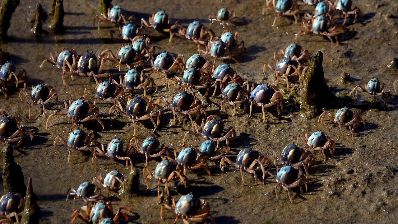 Baby Blue Crabs (Soldier Crabs) Swarming the Mudflats