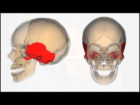 axial skeleton the skull basics youtube