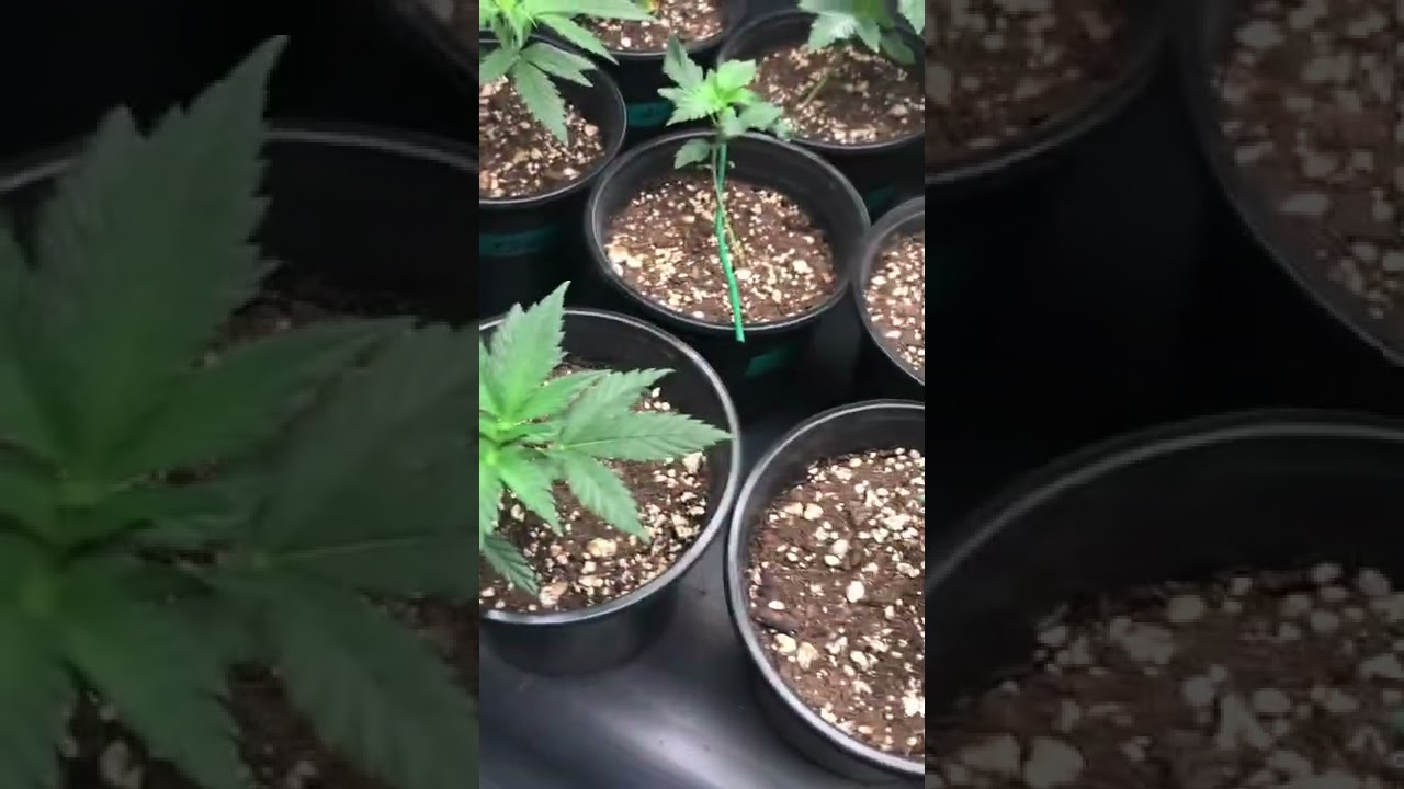 2022 Michigan Outdoor Grow, Week 5 from seed. Gear from Twenty20 Mendo, Barney’s farm, and Om grow