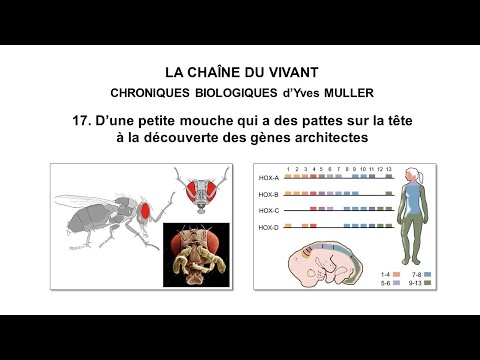 Vidéo: Quelle est la fonction d'engrailed 1 ?