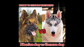 husky vs German shepherd😱/German shepherd vs Siberian husky who will win fight#short #wildlifehindi