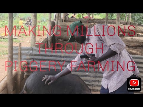 YOU WONT BELIEVE THE SECRET TO MAKING MILLIONS FROM PIGGERY FARMING #africanvillagelife #farming