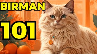 Birman cat pros and cons | Everything you need to know.