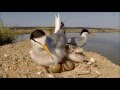 Mala čigra-Fraticello-Little Tern