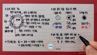 눈의 구조와 기능( 눈의 조절작용) 눈의 구조와 기능( 눈의 조절작용)