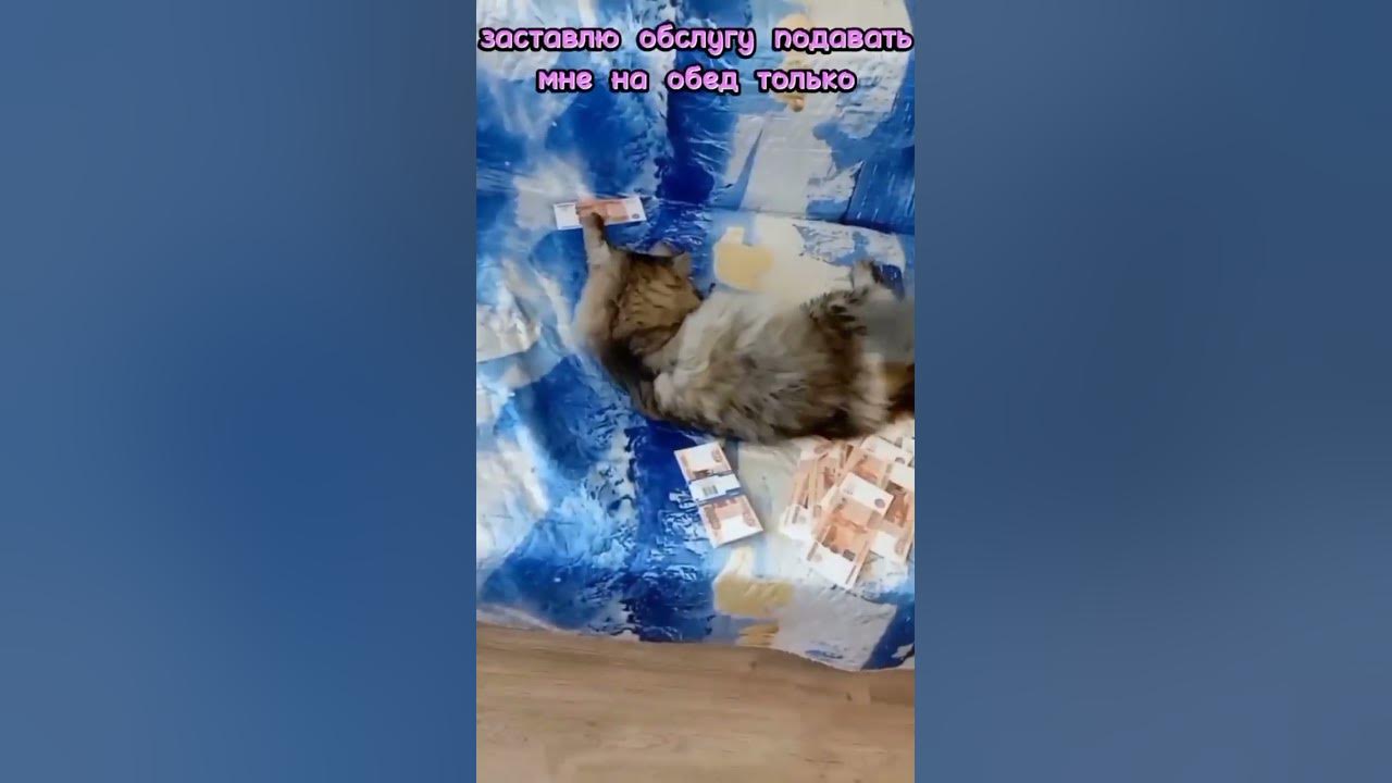 Смешные кошки# Манна с небес или гонорар коту за съёмки# - YouTube