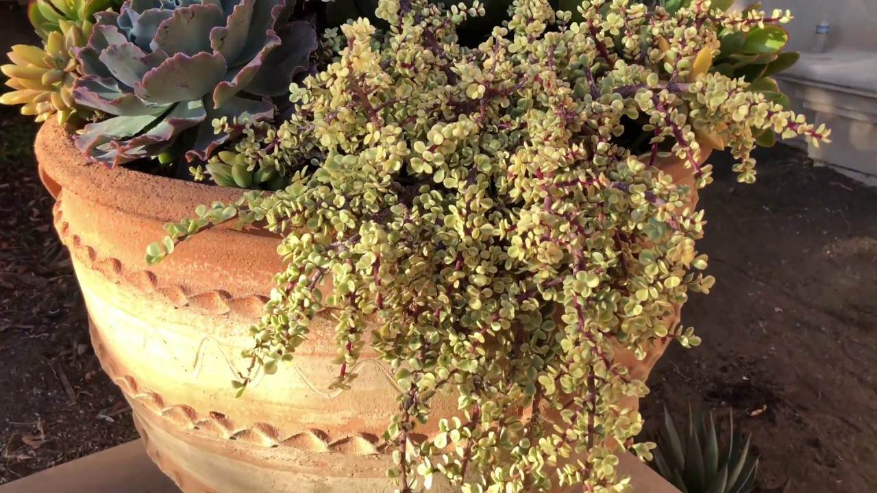 Succulent Frontyard and Backyard Renovation (Day 3) - YouTube