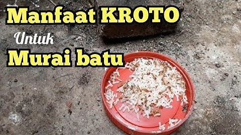 MANFAAT KROTO UNTUK MURAI BATU