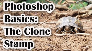 Photoshop Basics: The Clone Stamp Tool
