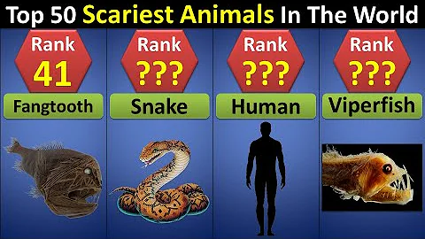 Top 50 Scariest Animals In The World | World's Most Dangerous Animals Ranked | Comparison