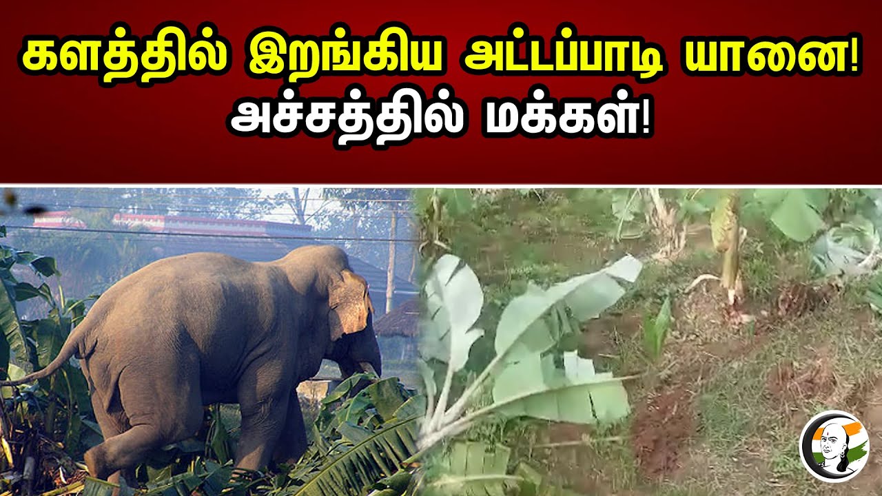 களத்தில் இறங்கிய அட்டப்பாடி யானை | Attapadi | Elephant | Chanakyaa News