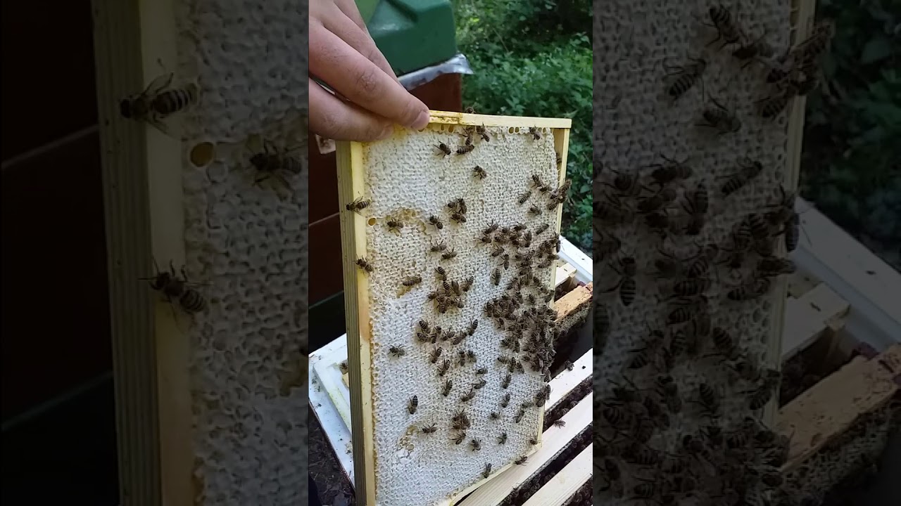 DAMIZLIK KOVANLARIN BAL SIRLAMASI-VERİMİ