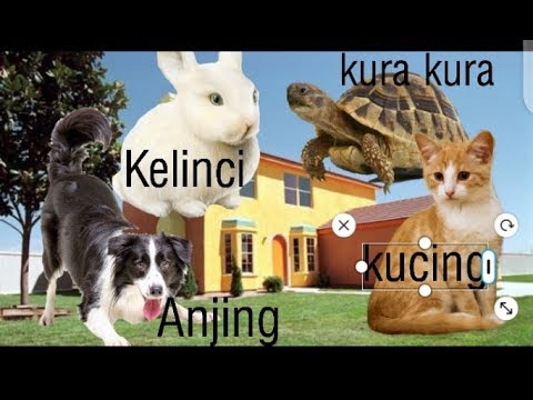 Nama dan suara  hewan  l Kumpulan hewan  lucu l hewan  
