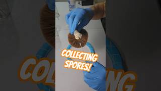 How to collect spores with a swab! #mushroom #mycology #spores