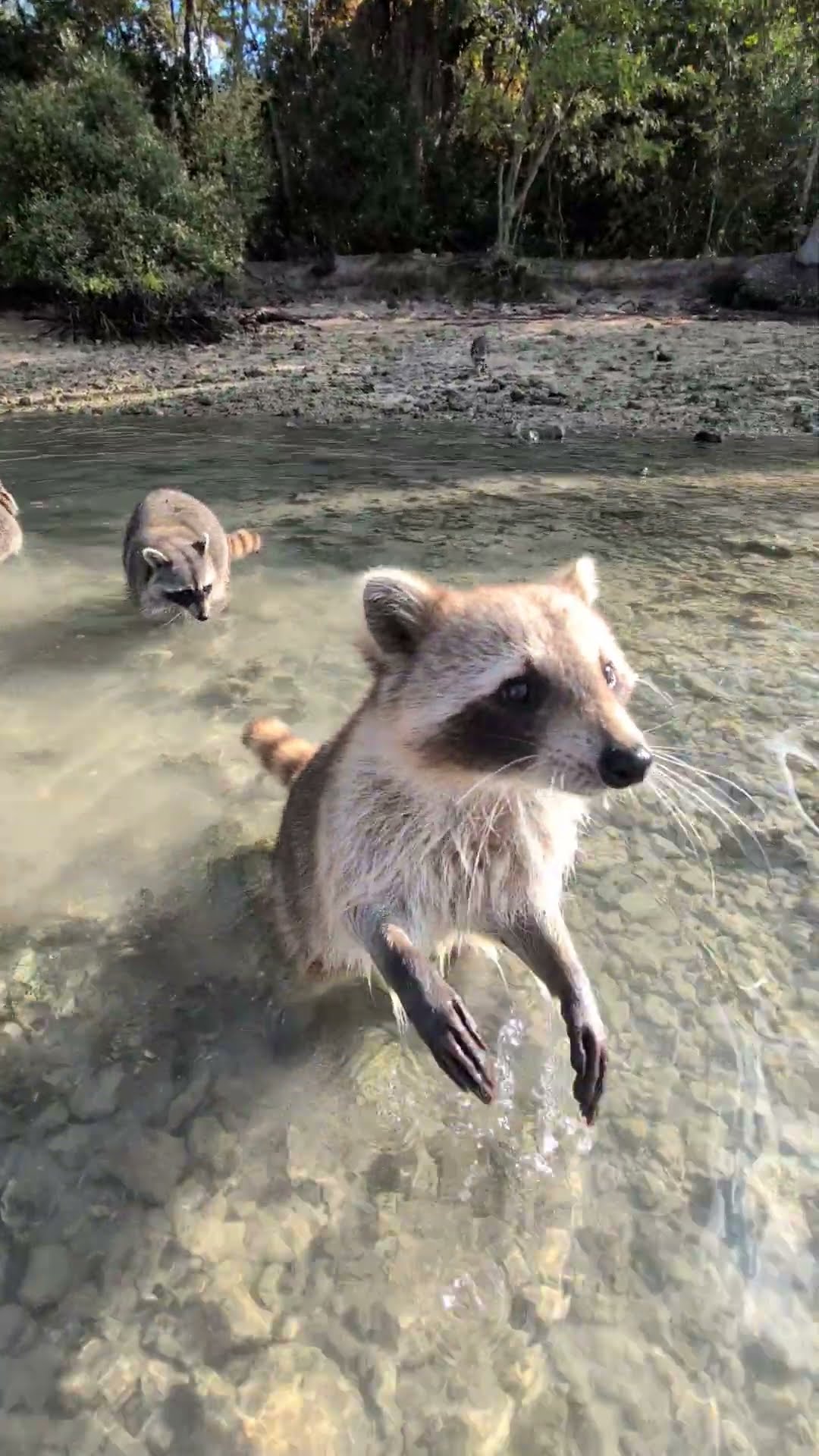 Feeding Raccoon Lagoon || ViralHog