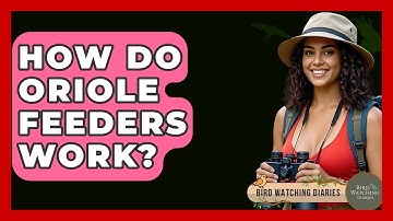 How Do Oriole Feeders Work? - Bird Watching Diaries