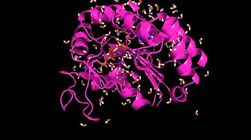 Adenylate kinase