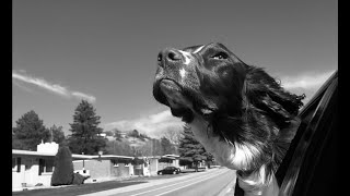 Thinking about getting an english springer spaniel WATCH THIS