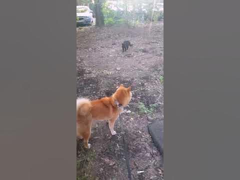 Очень смешные звуки издает кошка😂😂😂 Звук! - YouTube