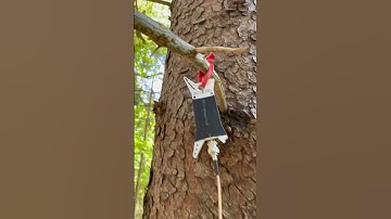 POTA CW activation in Mackworth Island State Park US-2395. #morsecode