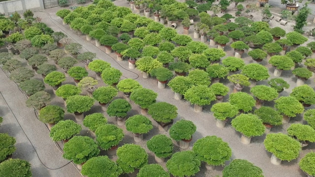 利元盆栽2 - YouTube