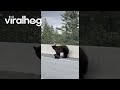 Distressed Mama Bear Rescues Cub in Tahoe || ViralHog