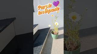 purple 💜 toothpaste #better brush 🪥#anishashortvlog
