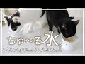 【猫購入品】ちゅーる水の作り方／猫壱フードボウル／暮らしのVLOG／CIAOちゅ〜る