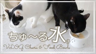 【猫購入品】ちゅーる水の作り方／猫壱フードボウル／暮らしのVLOG／CIAOちゅ〜る