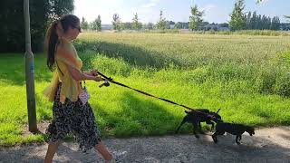 Two Patterdales One Line, Two Collars. Estacado Obscura Fell Terriers. Working Hunting Dogs Walking