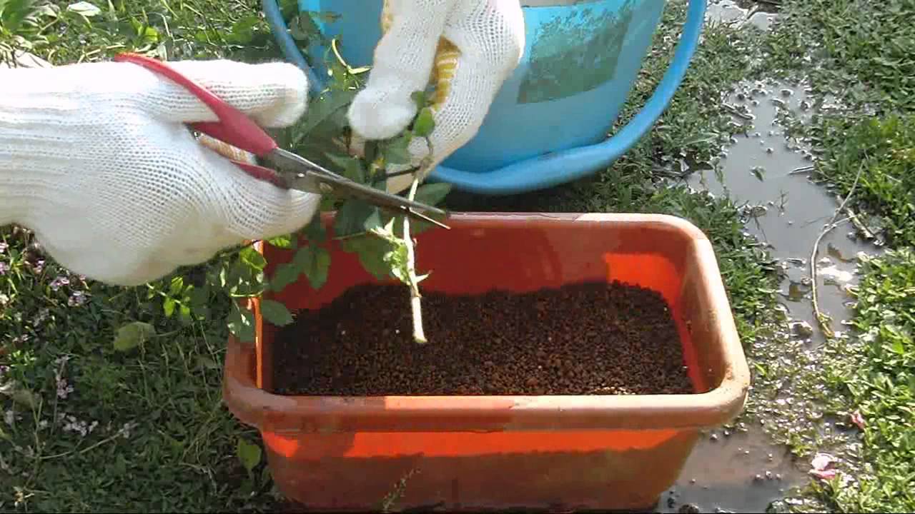 茉莉花 マツリカ の育て方 植え替えや剪定方法 増やし方などについて 育て方labo 育て方ラボ