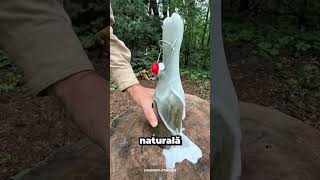 Băutura Răcoritoare Ciudată Făcută Din Ace De Pin