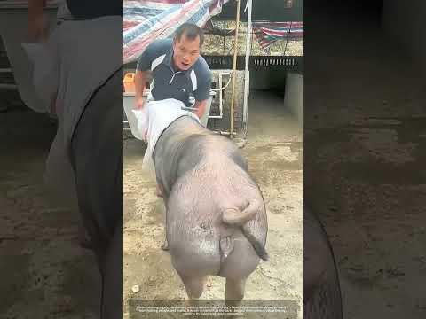 Bagging a Pig's