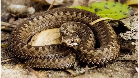 ★ Why does a snake bite itself. What happens if another snake bites a snake. Poisonous snakes