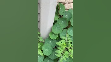 Tomato string trellis #shorts