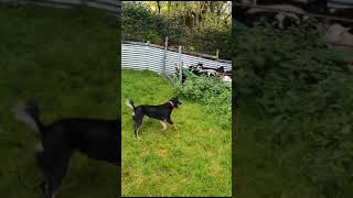 DEL BALA SHEEP DOG SALE OCTOBER 2023 by Ruthin Farmers 281 views 8 months ago 1 minute, 7 seconds