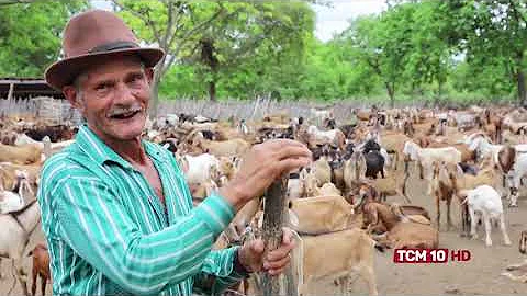 Qual é a criação de cabras?