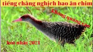 tiếng chằng nghịch bao ăn chim không quảng cáo hót nhất 2021