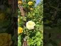 Sonntagmorgen - ein Geschenk 🎁🍀🌲🌹