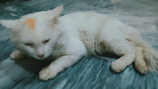 cat  play with owner then suddenly attacks street cat