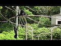 Siamang Gibbons 01- calling in the morning フクロテナガザル 01-朝に吠える
