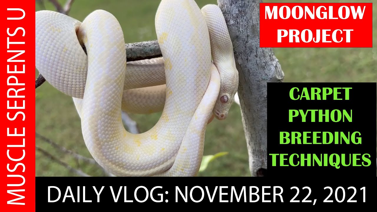 CARPET PYTHON BREEDING TECHNIQUES; MOONGLOW CARPET UPDATE! 112321