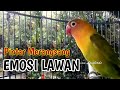 LOVEBIRD FIGHTER INI PINTAR MERANGSANG EMOSI LAWAN, Bikin Lovebirdmu Cepat Terpancing ikut Bunyi