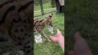 Fetch with Gucci the African serval cat #shorts #cat by Lavish Savannah’s 262 views 2 years ago 1 minute, 26 seconds