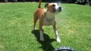 Attila The American Staffordshire Terrier