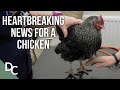 A Beloved Chicken Gets Some Heartbreaking News  | Inside The Vets | S1E07 | Documentary Central