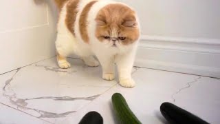 Cats vs Cucumber Challenge by Snoopy and Doby 5,642 views 2 years ago 1 minute, 12 seconds