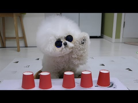 Video: Bichon Frize: Značajke Držanja I Hranjenja