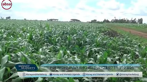 MAIZE FARMING TIPS