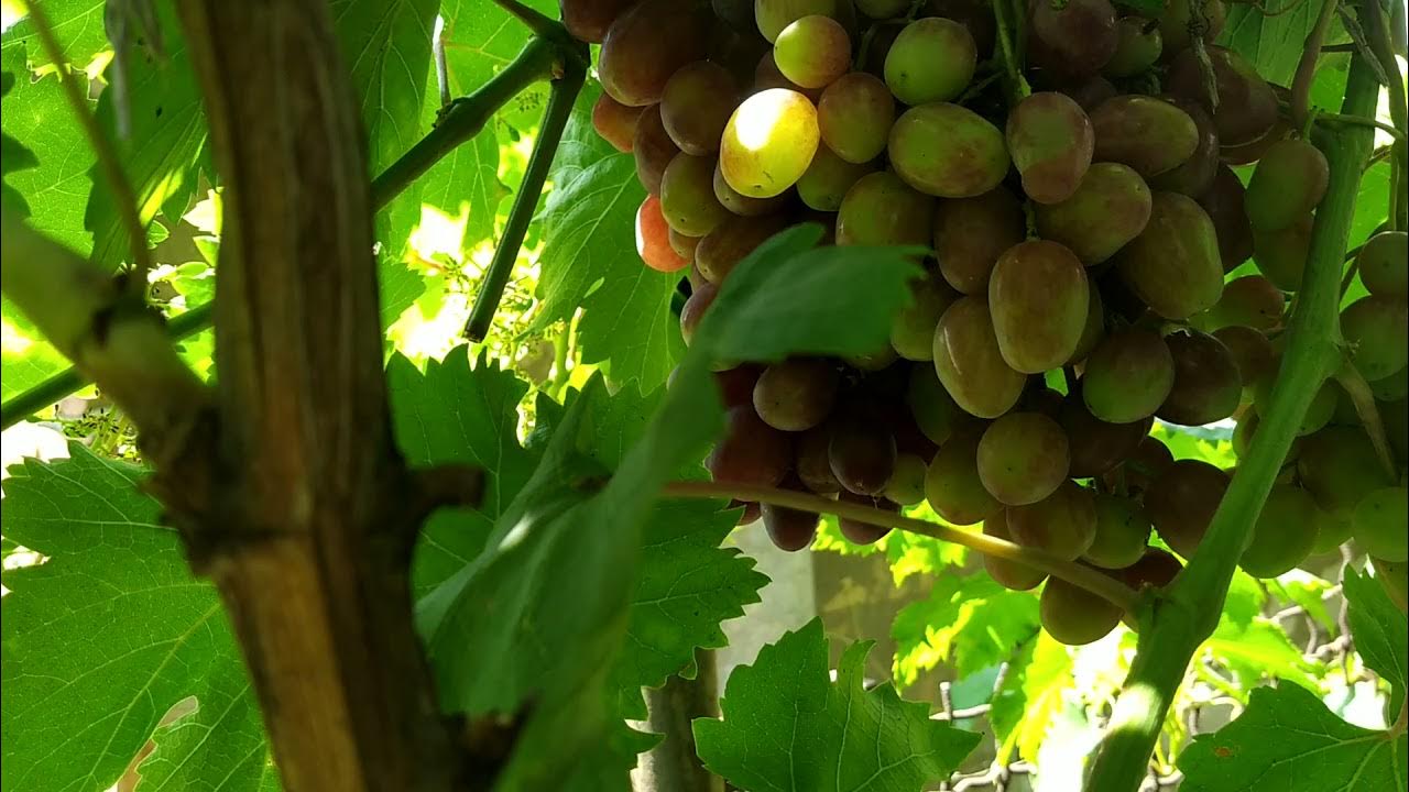 Виноград румейка описание сорта фото отзывы Виноград румейка описание сорта фото отзывы видео фото